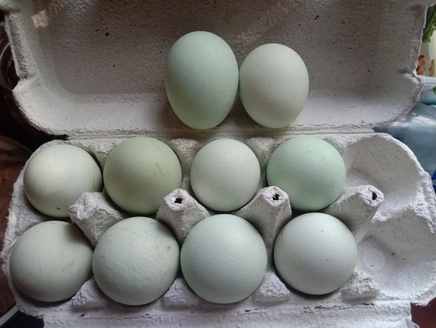 Араукана і сін-сін дзянь яйця на інкубацію