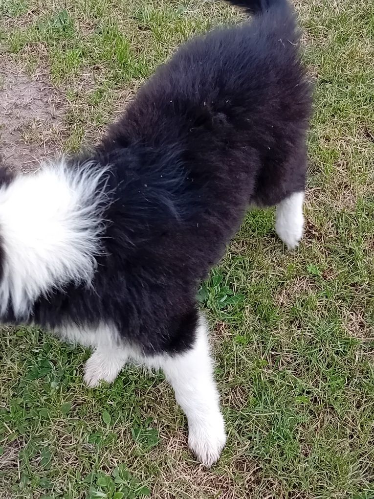 Border collie pies