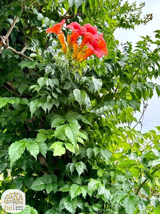 Campsis radicans Judy, Milin amerykański, na pniu 180cm, pnącze