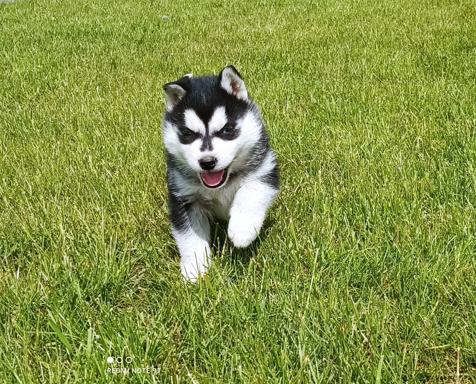 Szczeniaczek Siberian husky gotowy do odbioru.Elitarny rodowód