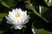 Lilia wodna Pumila biała Bardzo duży kwiat