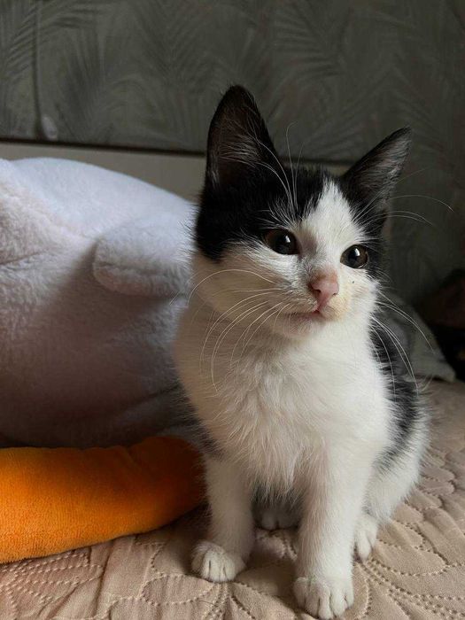 Котик красунчик, три місяці