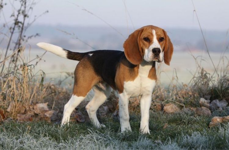 Beagle czeka na dom