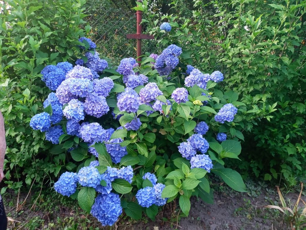 Hortensje roźowa niebieska  biała fioletowa