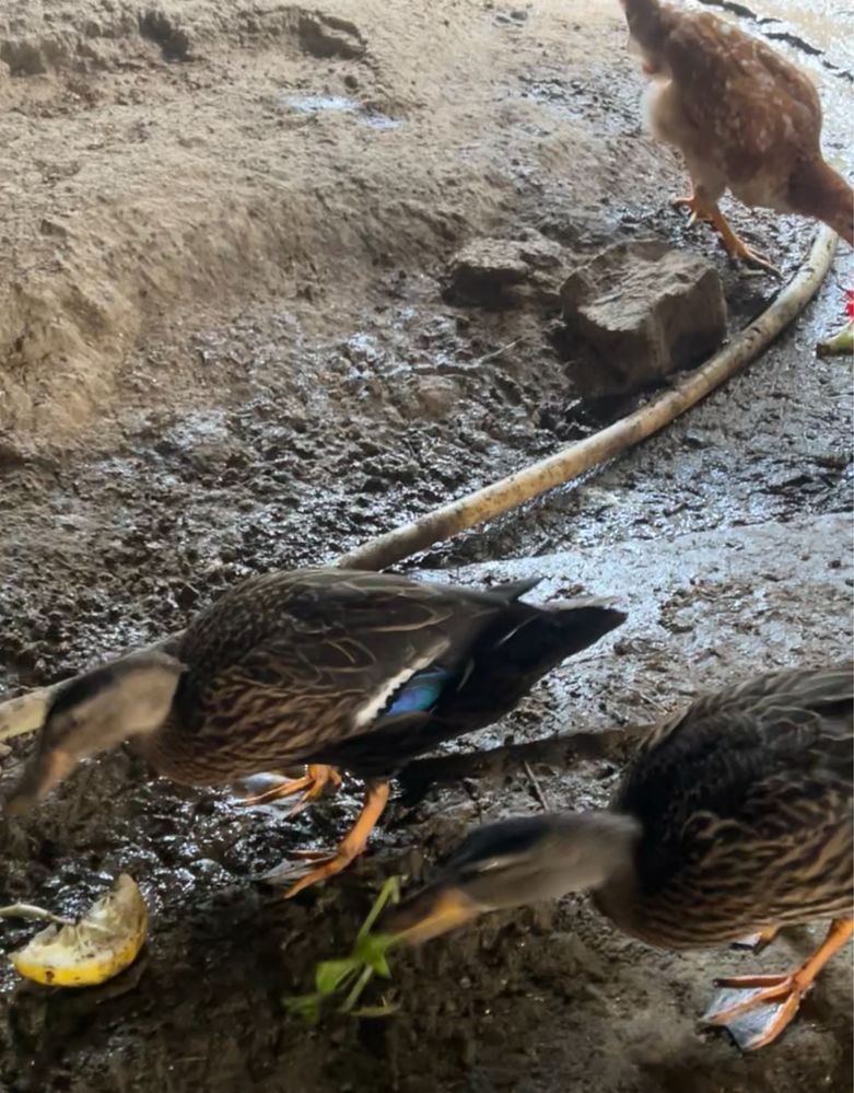 Pato bravo até 10 patos