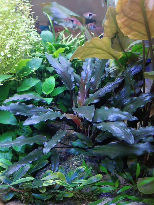Bardzo ciekawa odmiana Cryptocoryne