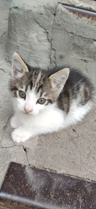 Віддам кошеня хлопчик Безкоштовно