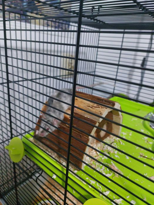 Oddam myszke samczyka