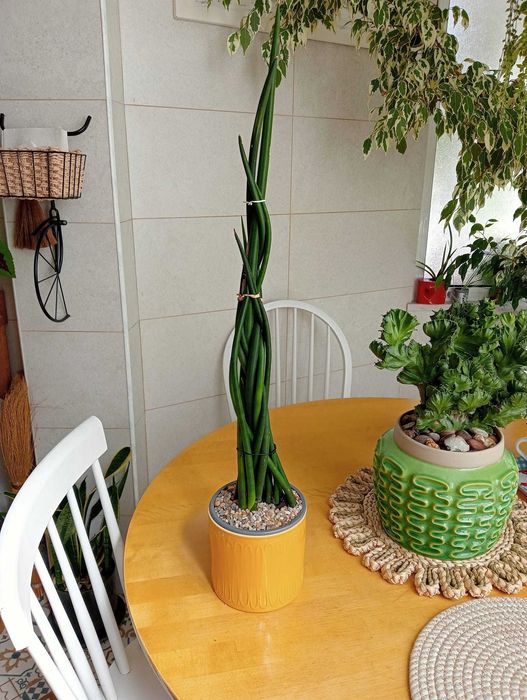 Planta natural suculenta