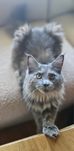 PILNE Kocięta Maine Coon - Niebieska Szylkretka INFINITY FPL