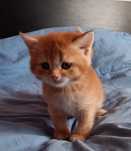 British Shorthair macho