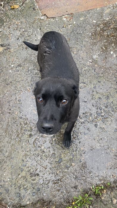 В добрі руки собачка