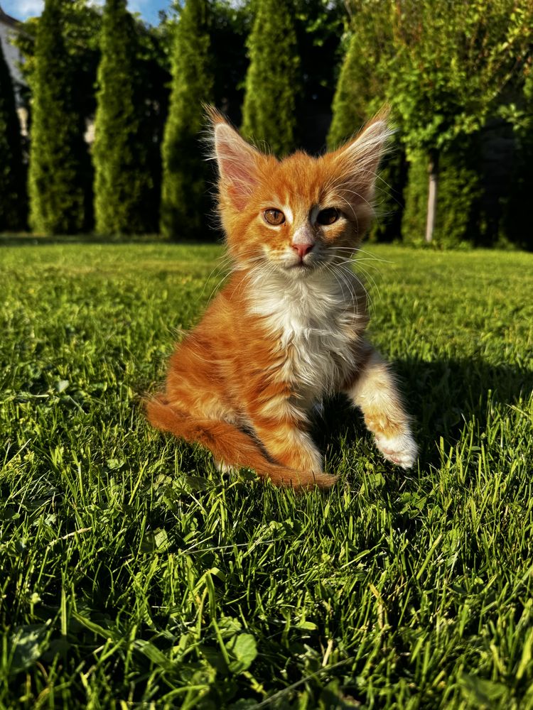 Kocurek maine coon do odbioru
