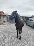 Vendo Poldra Frisia