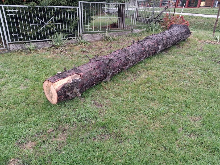 Pień świerkowy, kłoda na deski