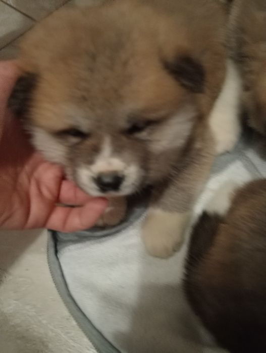 Грайливі цуценята Америска акіта