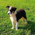 Border collie samiec