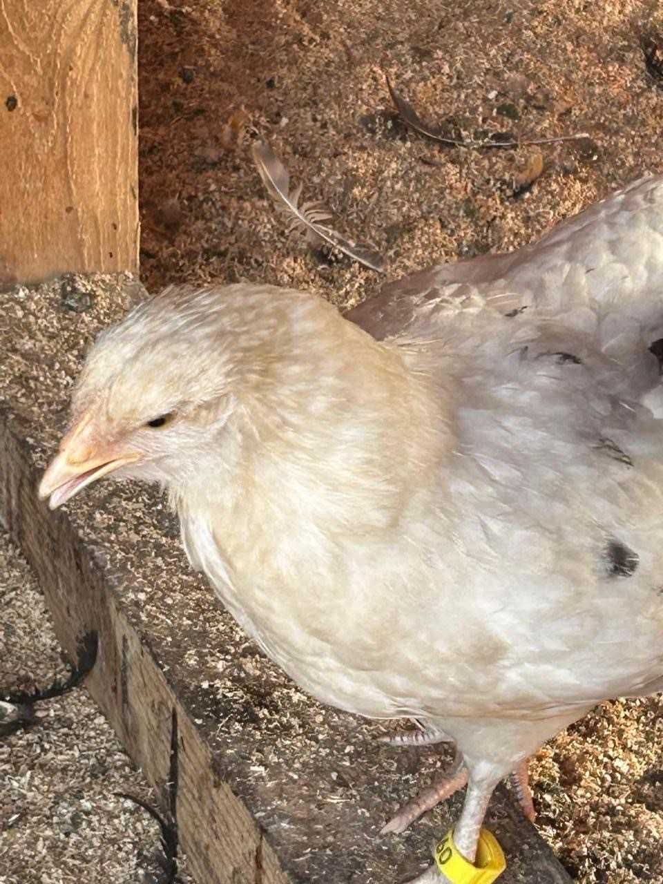 Продам підрощених курчат