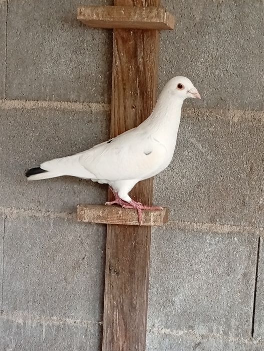 Pombos correios 2025