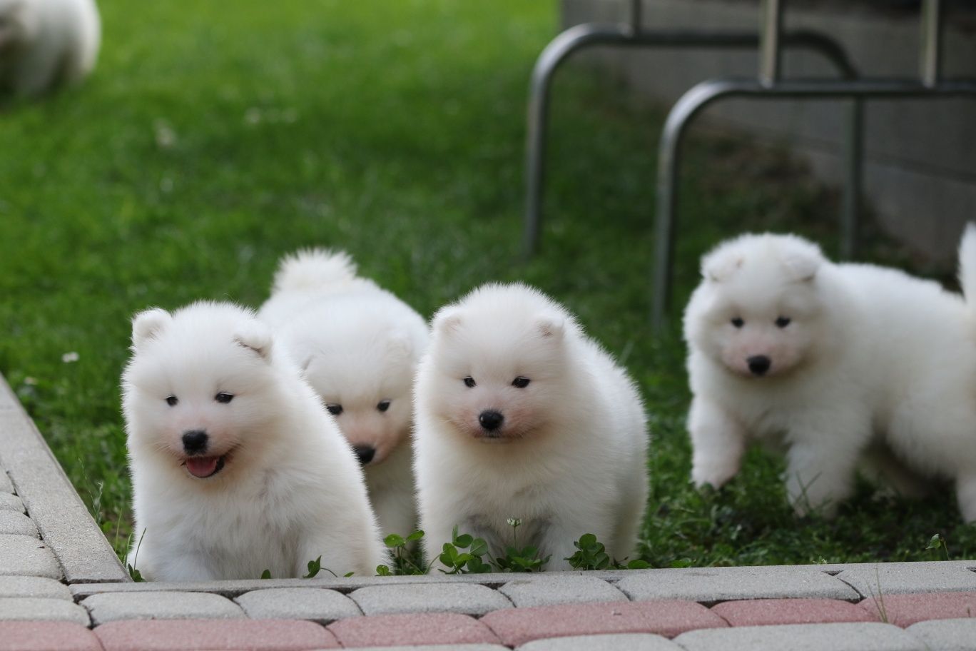 Już są  na świecie   Samoyed szczenię ZkwP FCI