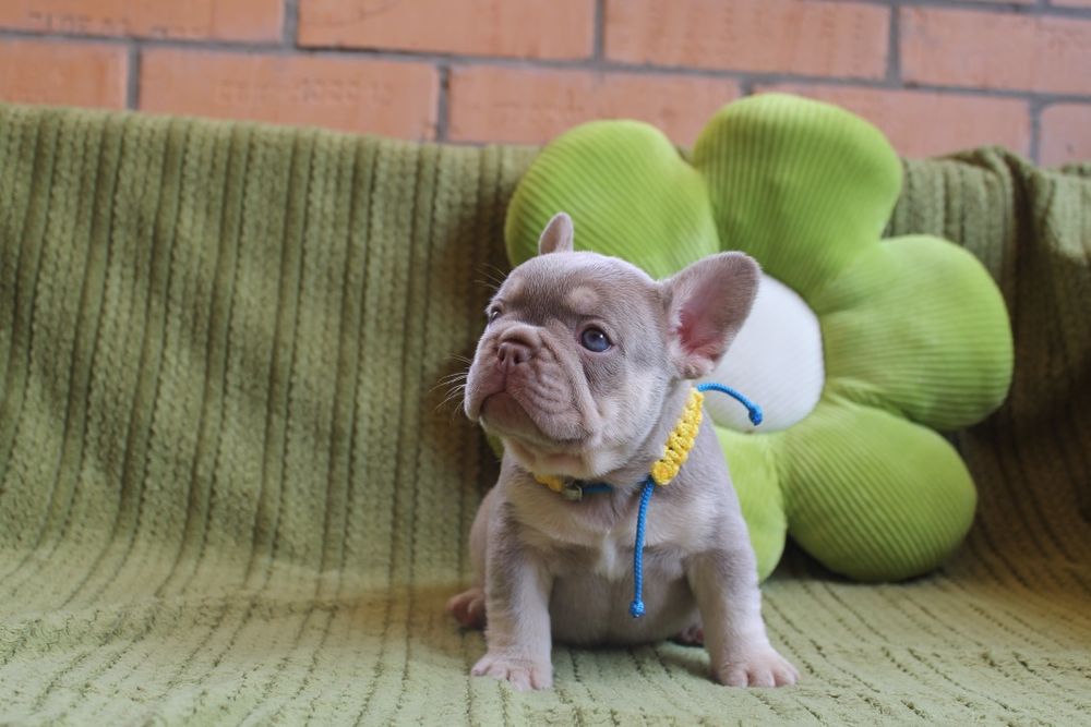 Хлопчик Ізабелла Нью шейд тан супер якість