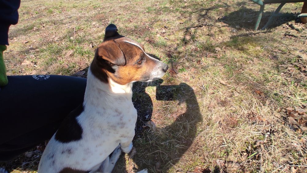 В'язка, кобель Джек-Рассела терьєр