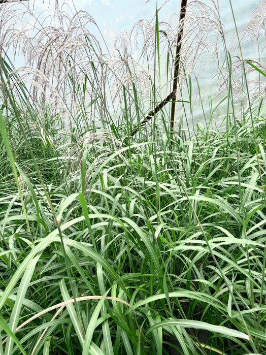 Miskant Memory , Morning Light , Krater , Red Chief