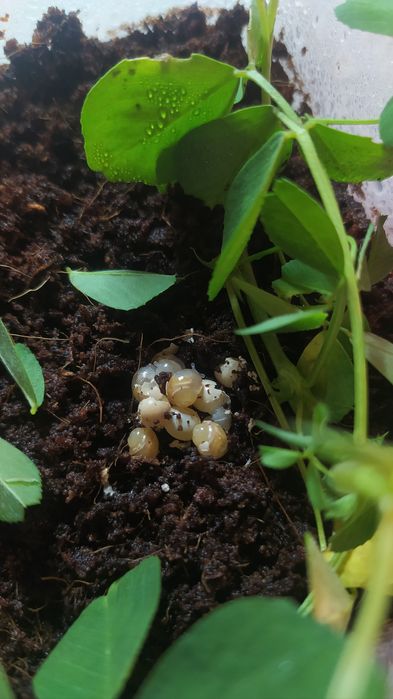 Равлики Ахатіни, мілахі