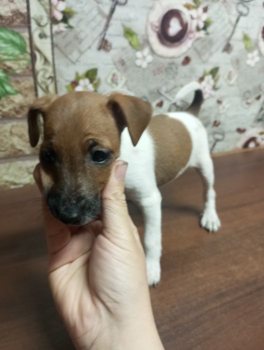 Продаю щенят порода Джек Рассел