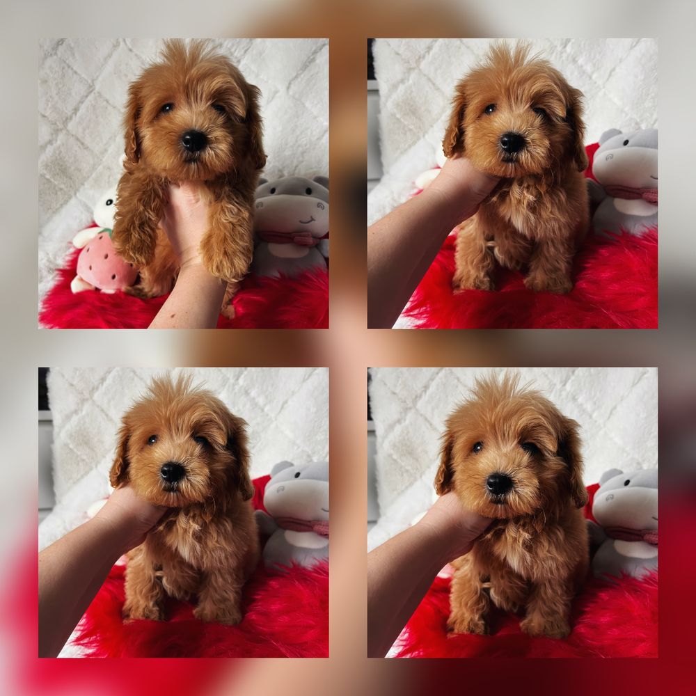 Maltipoo piesek gotowy do odbioru