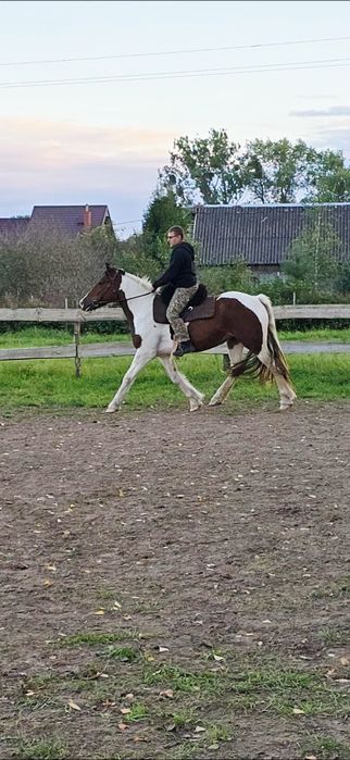 Klacz tinker/typ pogrubiony źrebna 3 lata