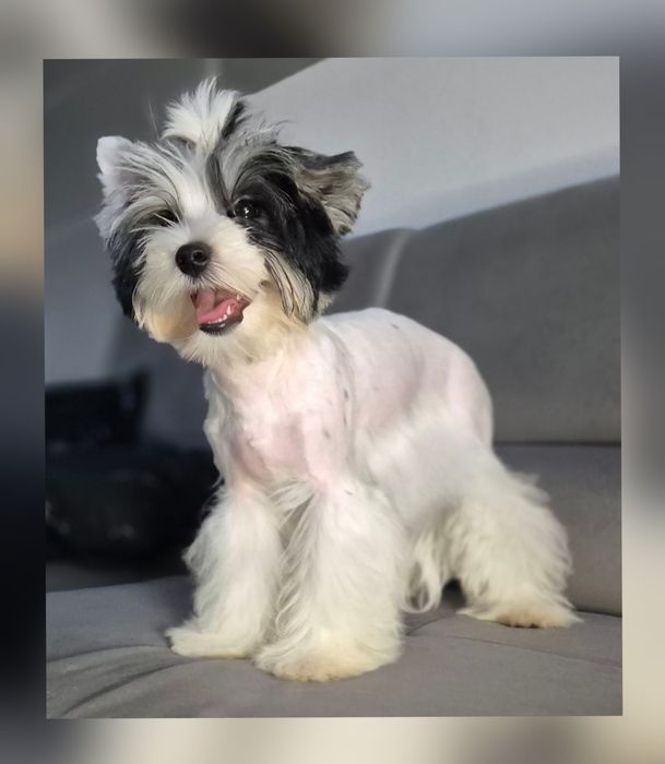 Yorkshire Terrier/ Większy chlopczyk