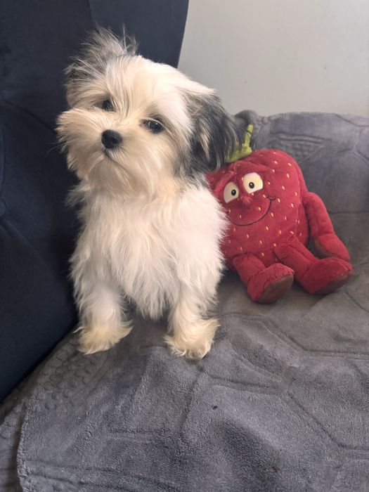 Morkie hybryda york-maltańczyk suczka