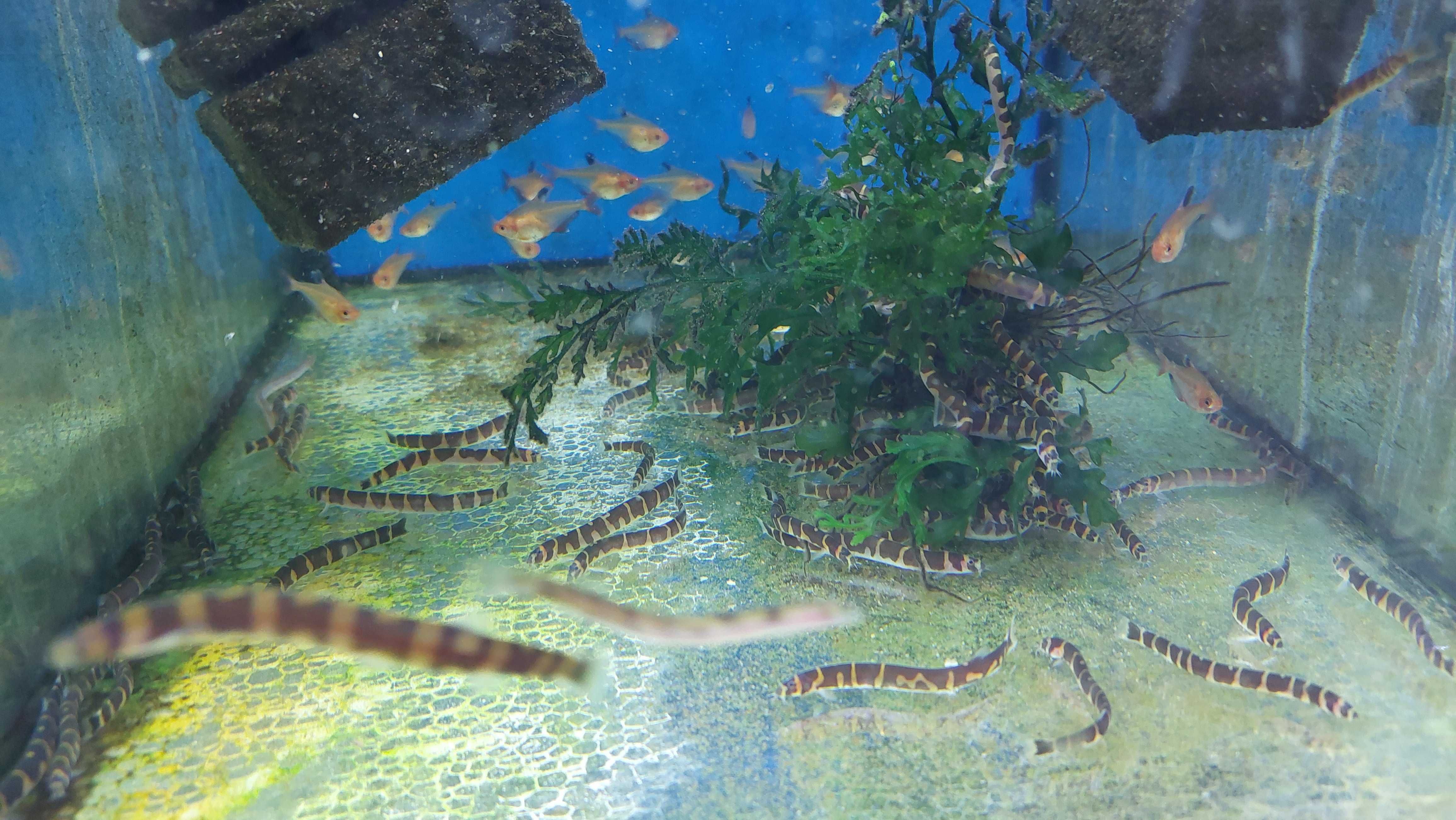 Piskorek Kuhla / Cierniooczek (Pangio kuhlii) WYSYŁKA AKWAWIN
