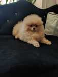 Pomeranian  słodki piesek