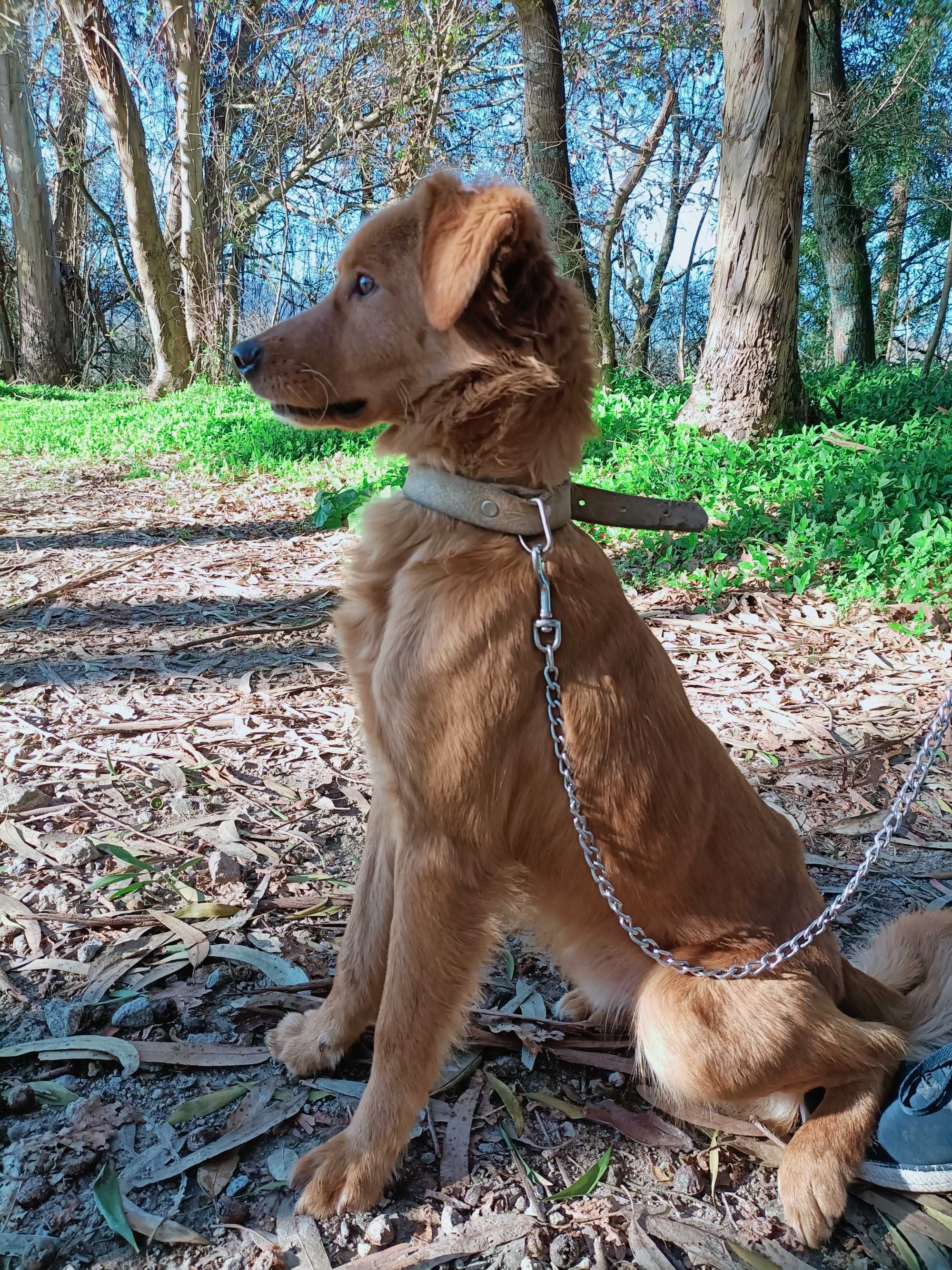 Cãozinho para dar