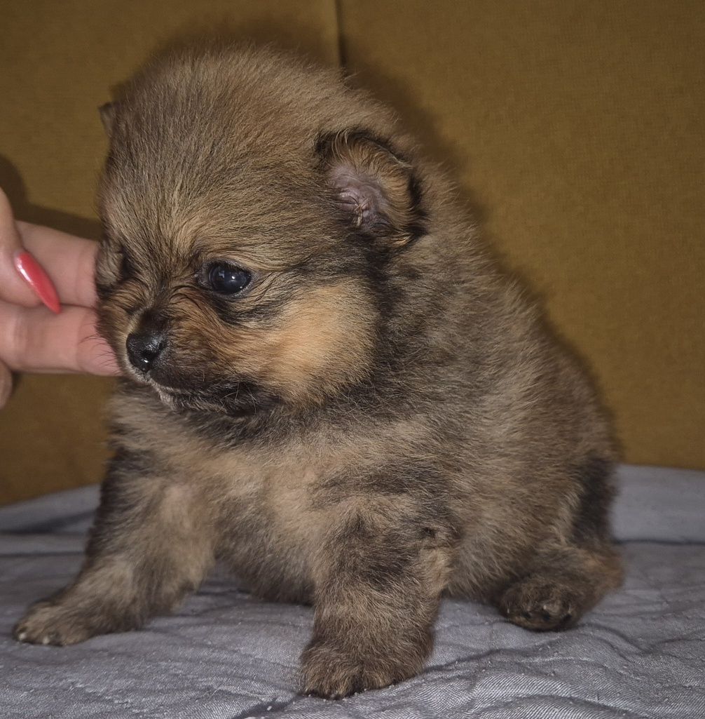 Szpic miniaturowy  piesek