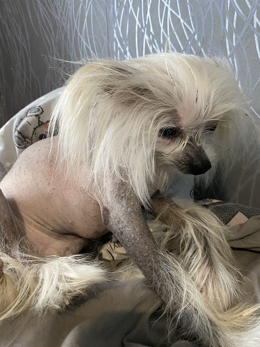 Голий кітайський пацан шукає собі невєху