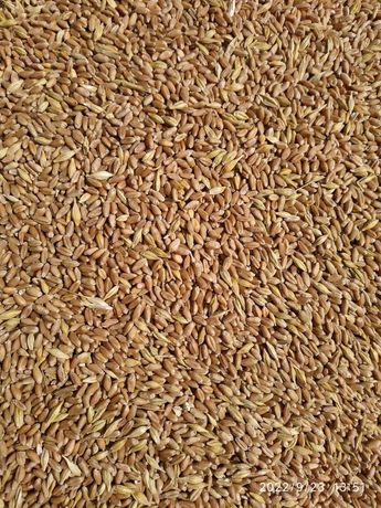 Продам зерносуміш пшеницю з ячмінем