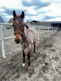 Klacz AQH American Quarter Horse - red roan