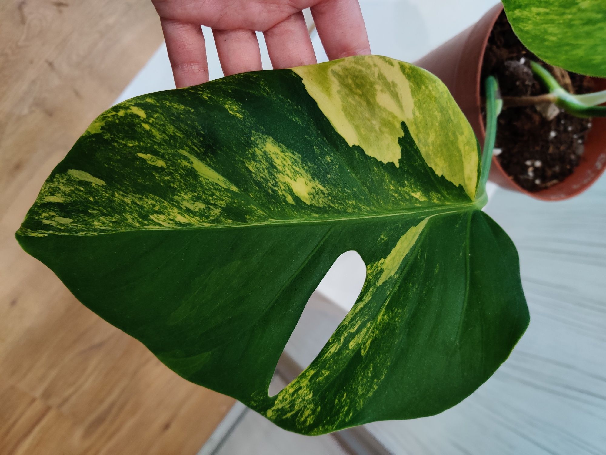 Monstera aurea..