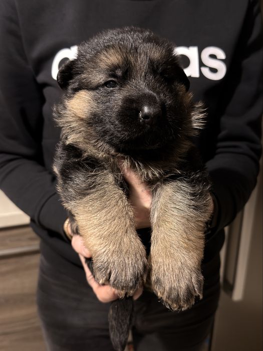 Owczarki niemieckie krótkowłose