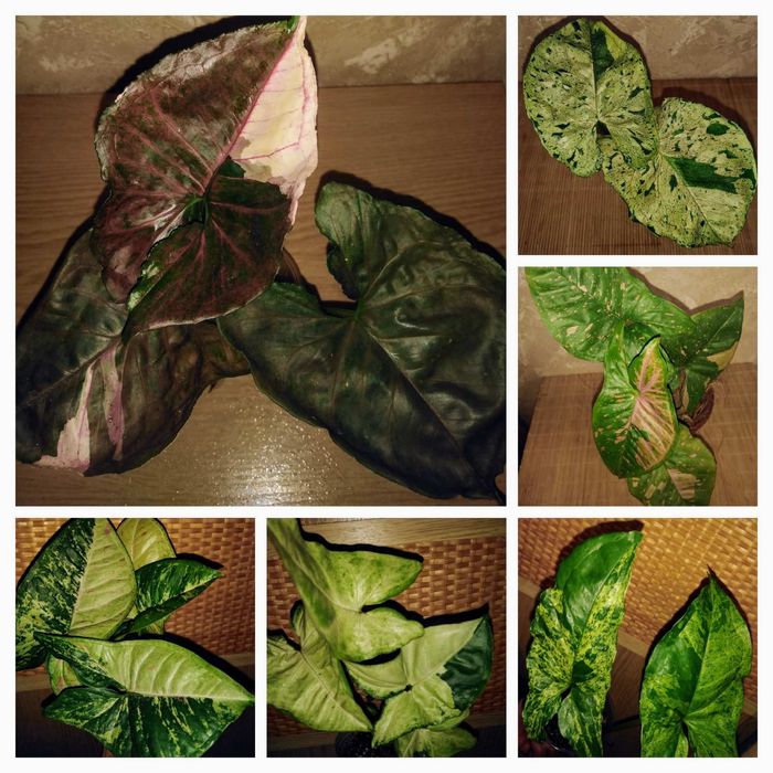 Продам сингониуми, філодендрони, сциндапсуси , епипремнуми)