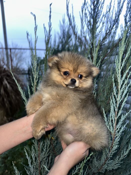 Міні дівчинка 3 місяці