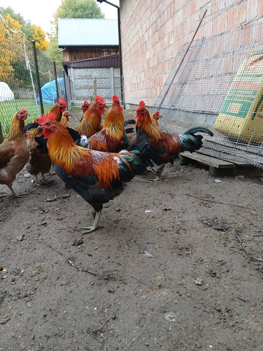 Sprzedam kogutki zielononóżki