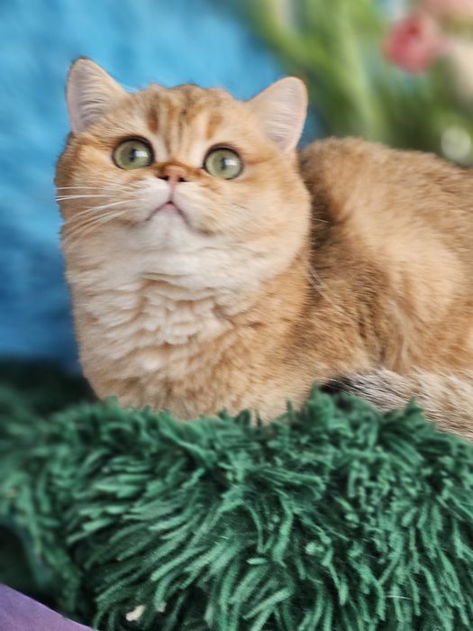Золотая британская шиншилла кошечка, кошка котята