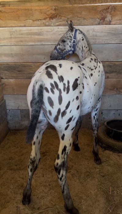 Poldro Appaloosa 6 mêses