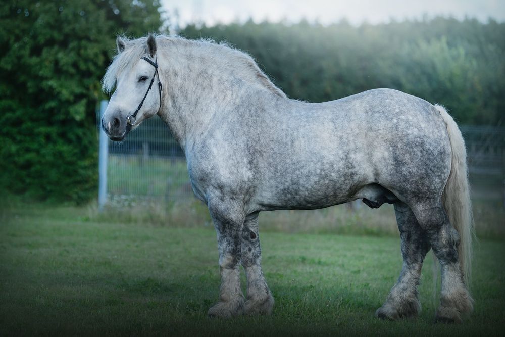 Oferuję do sprzedaży lub zamiany ogiera zimnokrwistego