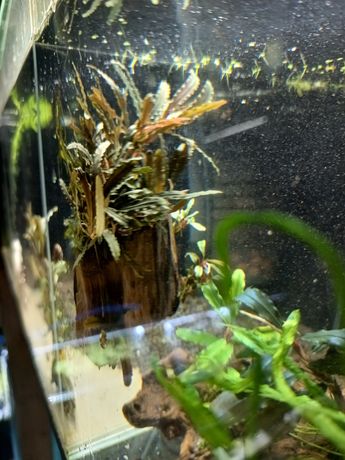 Ozdoba do akwarium bucephalandra, korzeń Catherineae