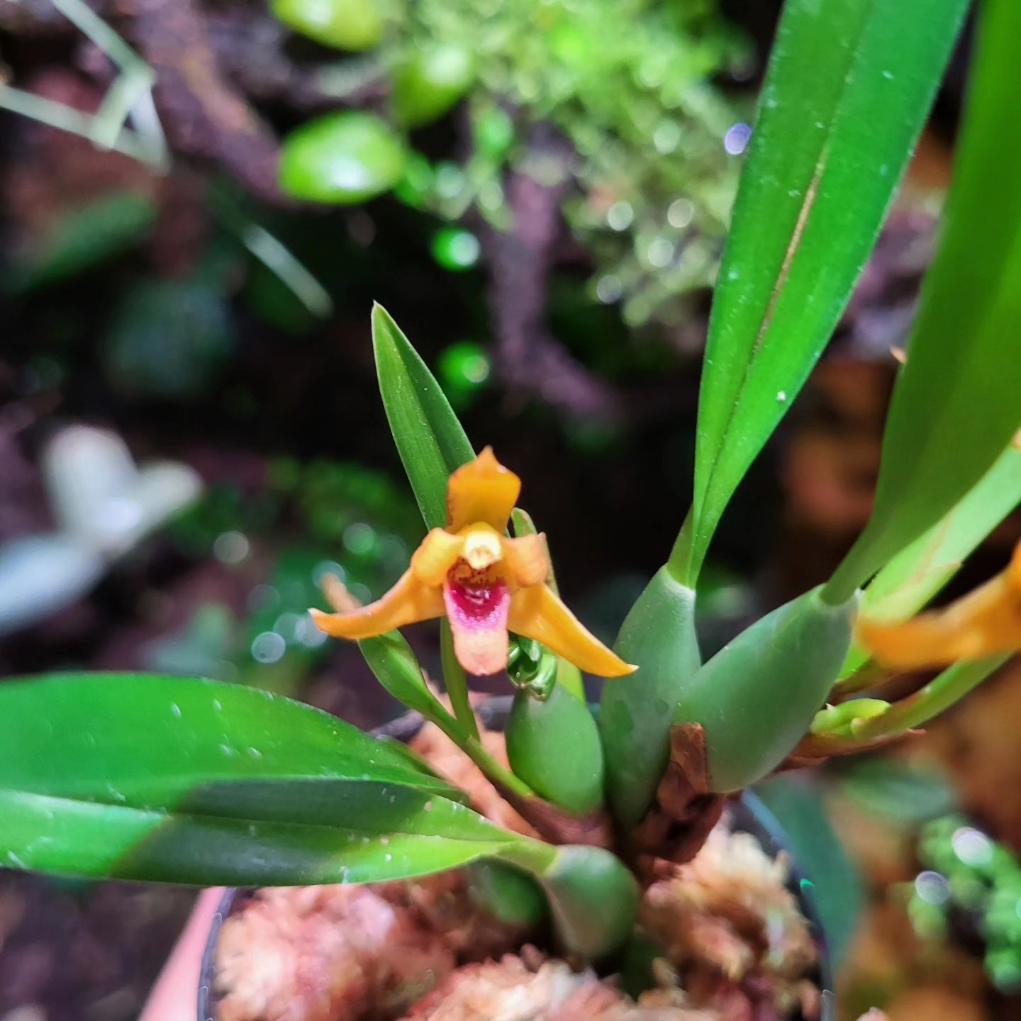Rośliny egzotyczne do terrarium, paludarium, vivarium. Neoregelia
